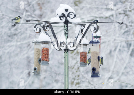 Vögel am Futterhäuschen im Winter Wald mit Schnee Brentwood Essex, UK BI022004 Stockfoto