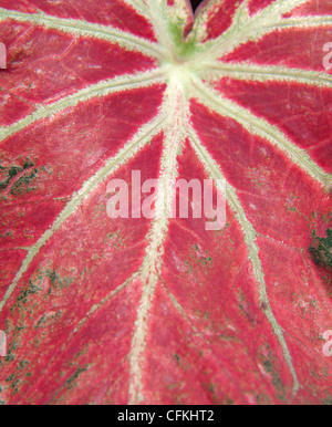 Elefanten-Ohr-Blatt Stockfoto