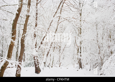 Winter woodland with snow Brentwood Essex, UK LA005547 Stockfoto