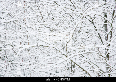 Winter Wald mit Schnee Brentwood Essex, UK LA005559 Stockfoto