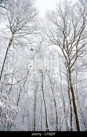 Winter Wald mit Schnee Brentwood Essex, UK LA005564 Stockfoto