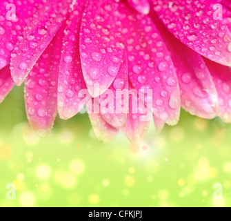 Blüten rosa Gerbers mit Tautropfen Stockfoto