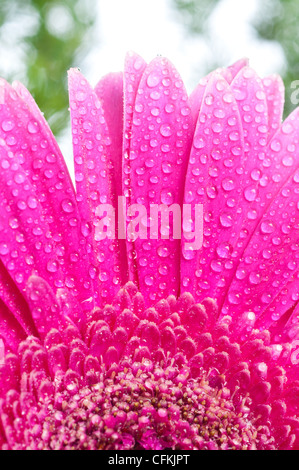 Blüten rosa Gerbers mit Tautropfen Stockfoto