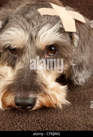 Porträt eines Drahthaar Zwergdackel Hundes mit einem Heftpflaster auf den Kopf Stockfoto