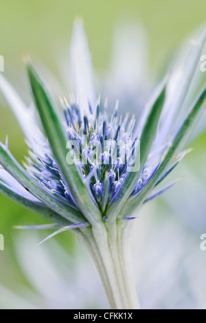 Eryngium Bourgatii. Nahaufnahme von Meer-Holly Blume. Stockfoto