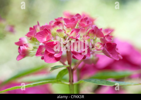 Hydrangea Macrophylla "Vorster Fruhro". Stockfoto