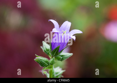 Campanula Trachelium. Brennnessel blättrige Glockenblume. Stockfoto