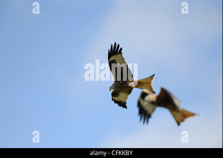 paar Rotmilane im Flug Stockfoto