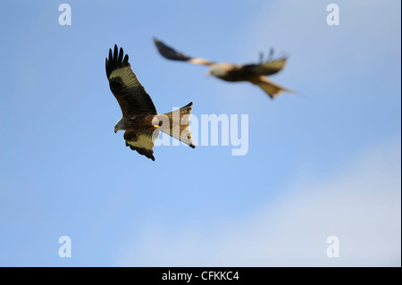 paar Rotmilane im Flug Stockfoto