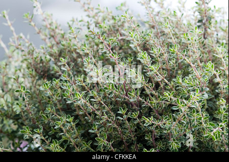 Thymian Silber Königin wächst Stockfoto