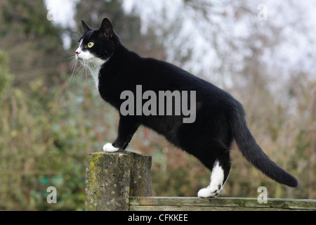 Katze auf Zaun Stockfoto