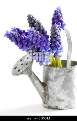 Muscari oder Trauben Hyazinthe isoliert auf weißem Hintergrund Stockfoto