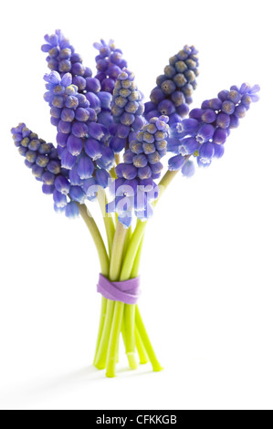 Muscari oder Trauben Hyazinthe isoliert auf weißem Hintergrund Stockfoto