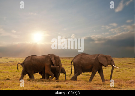 Elefantenfamilie im Amboseli Nationalpark, Kenia Stockfoto
