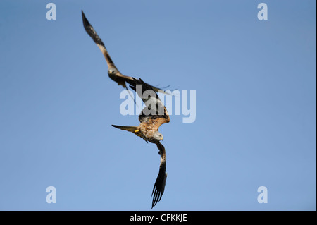 zwei Rotmilane im Flug Stockfoto