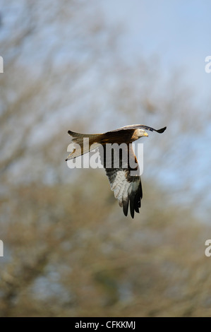 rote Drachen fliegt durch die Bäume Stockfoto