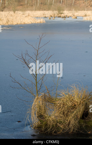 zeitigen Frühjahr Stockfoto