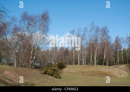 Silver Birch Bäume gepflanzt auf grasbewachsenen Bank ehemaligen Zeche Website Stockfoto