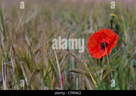 Einzelne rote Mohnblume wächst in einem Feld Stockfoto