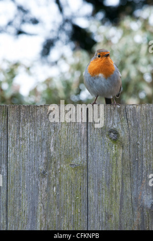 Robin auf einen Gartenzaun in einem englischen Garten im März. Großbritannien Stockfoto