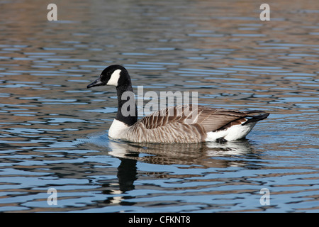 Kanada-Gans Stockfoto