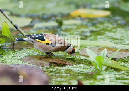 Stieglitz, trinken aus Gartenteich, Hastings, Sussex, UK Stockfoto