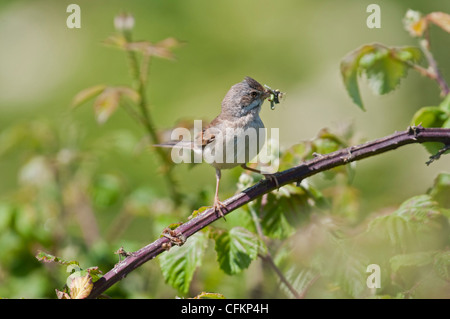 Whitethroat Sylvia Communis Wiedereinstieg in den um Schnabel voller Insekten und Raupen zu verschachteln. Dungeness RSPB, Kent, UK Stockfoto