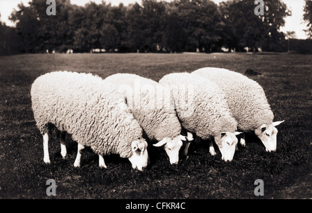 Vier Schafe grasen auf der Weide Stockfoto