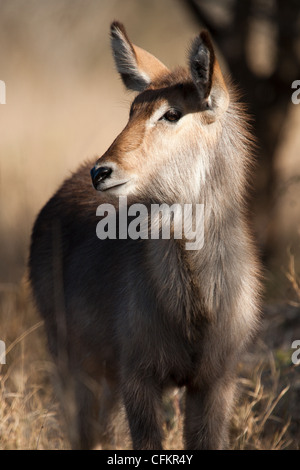 Gemeinsame Wasserbock im Krüger Nationalpark, Südafrika (Kobus ellipsiprymnus) Stockfoto