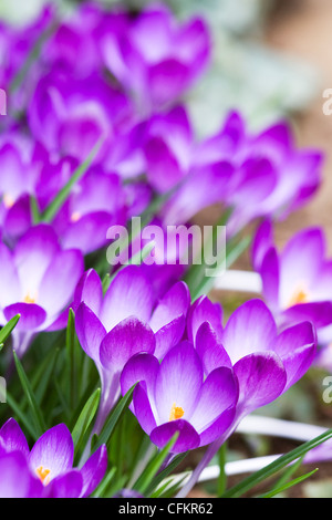 Krokus säumen den Rand eines Pfades im zeitigen Frühjahr. Stockfoto