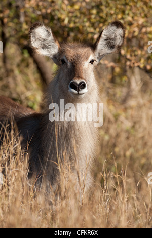 Gemeinsame Wasserbock im Krüger Nationalpark, Südafrika (Kobus ellipsiprymnus) Stockfoto