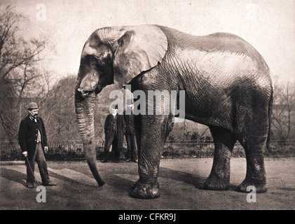 Der größte bekannte Elefant Jumbo Stockfoto