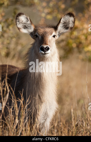 Gemeinsame Wasserbock im Krüger Nationalpark, Südafrika (Kobus ellipsiprymnus) Stockfoto