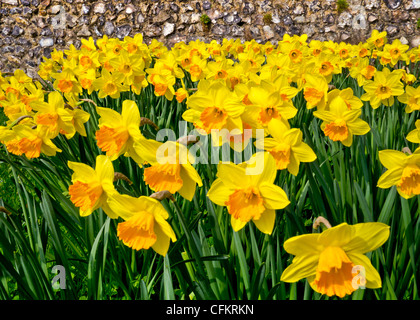 Narzissen in der Sonne vor der alten Stadtmauer in Canterbury. Stockfoto