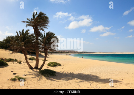 Palmen und Blick entlang der wunderschönen langen Sandstrand. Praia de Chaves, Rabil, Boa Vista, Kap Verde Inseln. Stockfoto