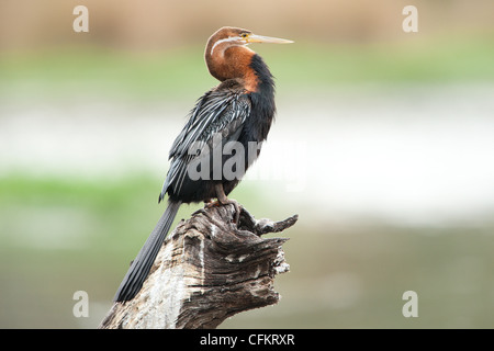 Ein afrikanische Darter Vogel sitzend auf einem Baumstumpf (Anhinga Melanogaster) Stockfoto