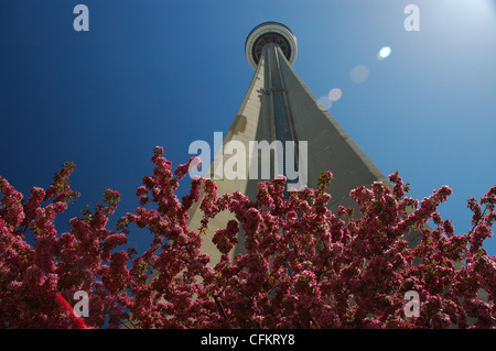 Blick auf den CN Tower mit Kirschblüten und blauer Himmel im Frühjahr Toronto Stockfoto