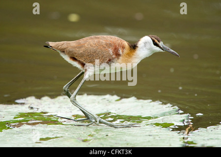 Weibliche afrikanische Jacana stehend auf einem Seerosen (Actophilornis Africana) Stockfoto