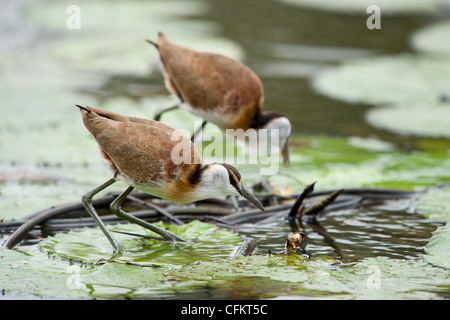 Weibliche afrikanische Jacana stehend auf einem Seerosen (Actophilornis Africana) Stockfoto