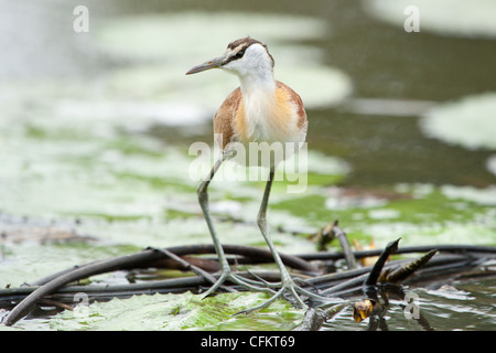 Weibliche afrikanische Jacana stehend auf einem Seerosen (Actophilornis Africana) Stockfoto