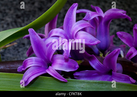 Hyazinthe Blüte. Marco Foto von ungewöhnlichen lila Hyazinthe. Neue frische Farben für den Frühling. Offene Glocke geformte Blüten wie Sterne Stockfoto