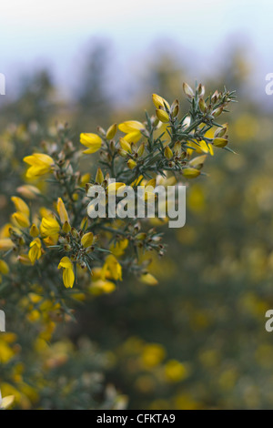 Gorse Blüten Nahaufnahme Schuss Stockfoto