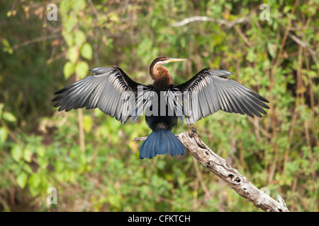 Ein afrikanische Darter Vogel sitzend auf einem Baumstumpf trocknen seine Flügel (Anhinga Melanogaster) Stockfoto