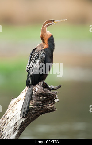 Ein afrikanische Darter Vogel sitzend auf einem Baumstumpf (Anhinga Melanogaster) Stockfoto