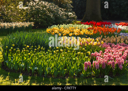 Blumenbeet mit Tulpen, Hyazinthen und Narzissen im Frühlingsgarten unter Bäumen Stockfoto