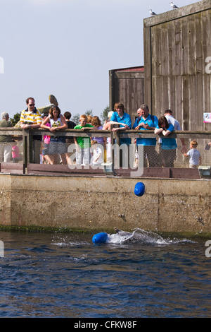 Junge Delfine oder Tursiops Truncatus Spaß mit Besuchern, die versuchen, die blauen Kugeln auf der Plattform zu werfen. Stockfoto