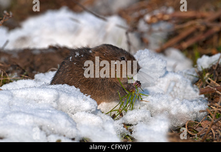 Schermaus - Arvicola Terrestris auf Schnee, Fütterung. Stockfoto