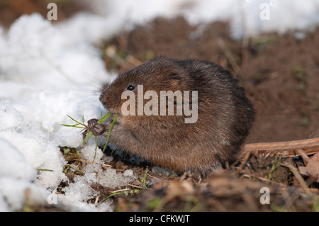 Schermaus - Arvicola Terrestris auf Schnee, Fütterung. Stockfoto