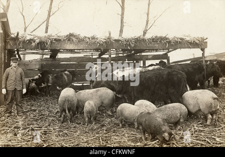 Stattlicher Bauer mit Herde von Rindern & Schweine Stockfoto