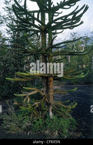 Araukarien wachsen in den Wäldern des Nationalpark Conguillio, Chile Stockfoto